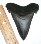 Pristine Giant Angustidens Shark Tooth